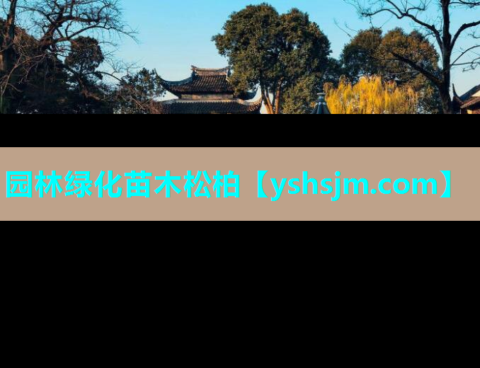 园林绿化苗木松柏
